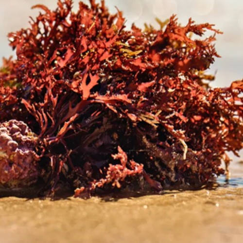 Red marine algae